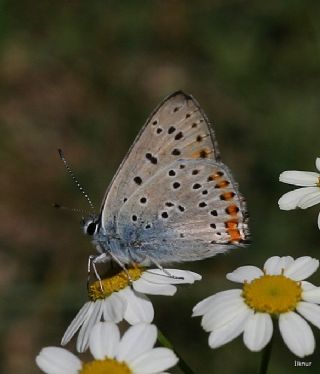 Ate Bakr Gzeli (Lycaena candens)