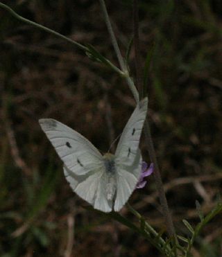 Kk Beyazmelek (Pieris rapae)