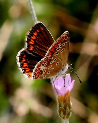 Benekli Byk parhan (Melitaea phoebe)