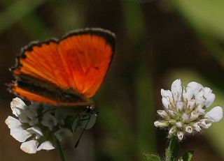 Da Atei (Lycaena thetis)