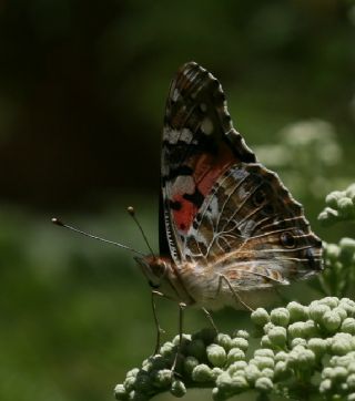 Diken Kelebei (Vanessa cardui)