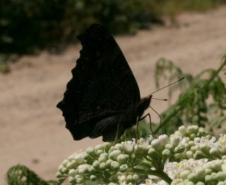 Tavus Kelebei (Inachis io)