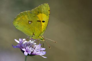 Sar Azamet (Colias croceus)