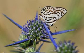 Balkan Kaplan (Tarucus balkanicus)