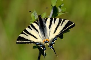 Erik Krlangkuyruk (Iphiclides podalirius)