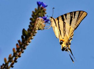 Erik Krlangkuyruk (Iphiclides podalirius)