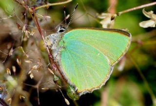 Zmrt (Callophrys rubi)