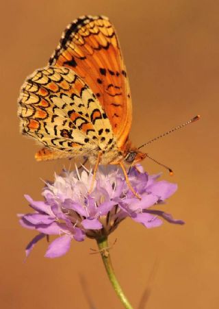 Benekli Byk parhan (Melitaea phoebe)