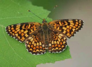 Benekli Byk parhan (Melitaea phoebe)