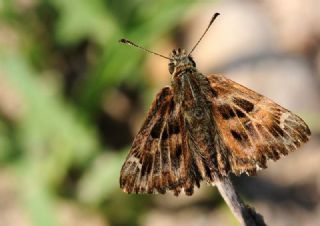 Hatmi Zpzp (Carcharodus alceae)