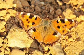 Karaaa Nimfalisi (Inachis polychloros)