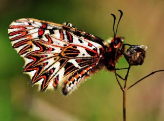 Gney Fistosu (Zerynthia polyxena)