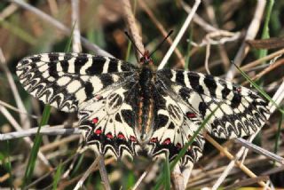 Gney Fistosu (Zerynthia polyxena)