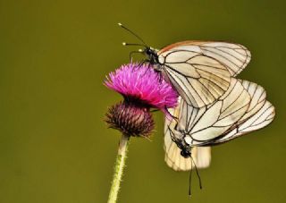 Al Beyaz (Aporia crataegi)