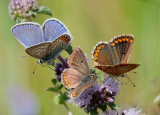 okgzl Esmer (Aricia agestis)