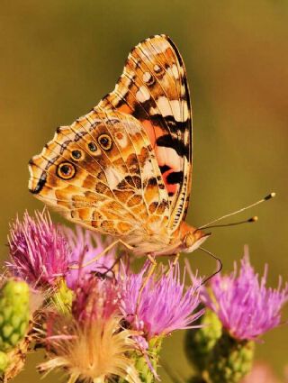 Diken Kelebei (Vanessa cardui)