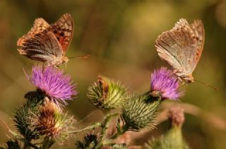 Bahadr (Argynnis pandora)