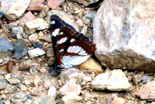 Akdeniz Hanmeli Kelebei (Limenitis reducta)