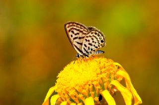 Balkan Kaplan (Tarucus balkanicus)