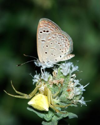 Karsandra (Zizeeria karsandra)