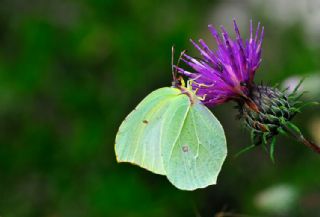 Kleopatra (Gonepteryx cleopatra)