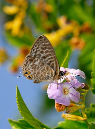 Mavi Zebra (Leptotes pirithous)