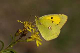 Sar Azamet (Colias croceus)