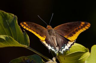 ift Kuyruklu Paa (Charaxes jasius )