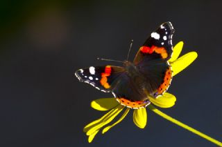 Atalanta (Vanessa atalanta)