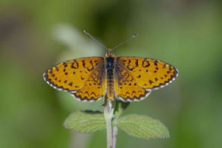 parhan (Melitaea cinxia)