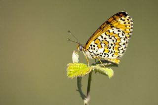 parhan (Melitaea cinxia)