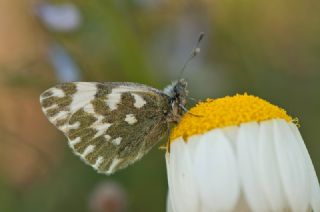 Yeni Beneklimelek (Pontia edusa)