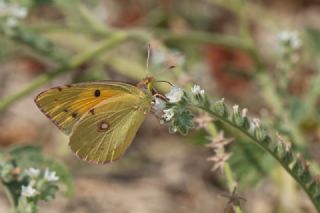 Sar Azamet (Colias croceus)