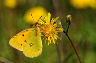 Sar Azamet (Colias croceus)