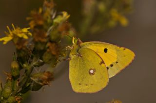 Sar Azamet (Colias croceus)
