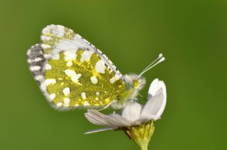 Da Oykls (Euchloe ausonia)
