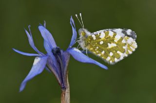 Da Oykls (Euchloe ausonia)