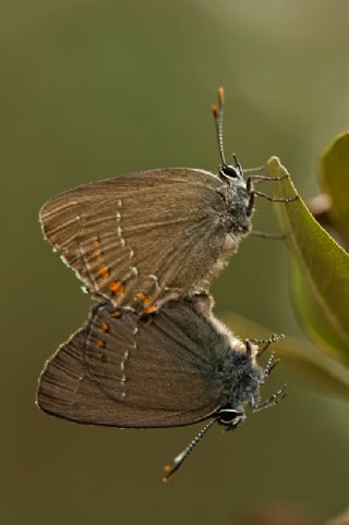 Byk Sevbeni (Satyrium ilicis)