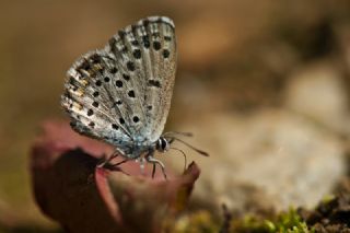Himalaya Mavisi (Pseudophilotes vicrama)