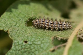 Gzel parhan (Melitaea trivia)
