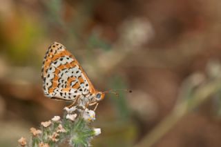 Gzel parhan (Melitaea syriaca)