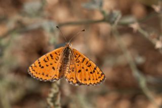 Gzel parhan (Melitaea syriaca)