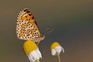 Gzel parhan (Melitaea syriaca)