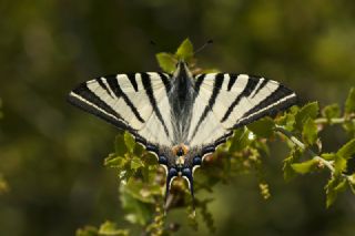 Erik Krlangkuyruk (Iphiclides podalirius)