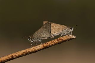 Cce Zpzp (Gegenes pumilio)