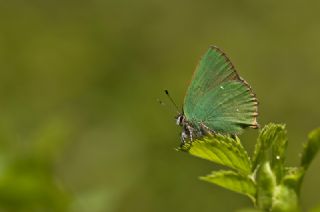 Zmrt (Callophrys rubi)