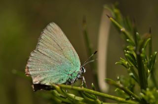 Zmrt (Callophrys rubi)
