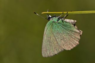 Zmrt (Callophrys rubi)