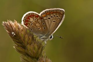 okgzl Meneke Mavisi (Polyommatus thersites)