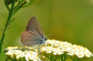 Minik Sevbeni (Satyrium acaciae)